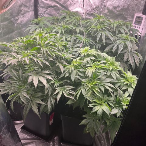 Critical growlog timeline photo