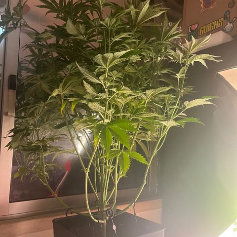 Critical growlog timeline photo