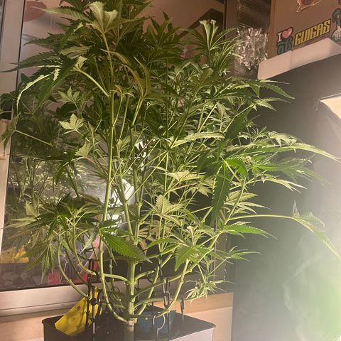 Critical growlog timeline photo