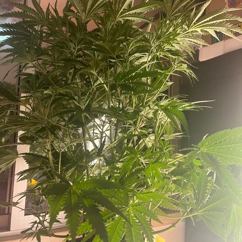 Critical growlog timeline photo