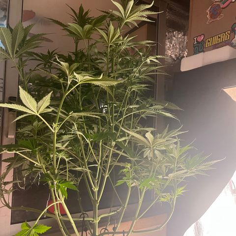 Critical growlog timeline photo
