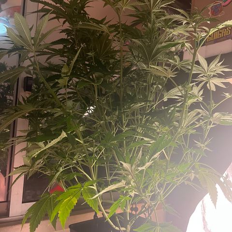 Critical growlog timeline photo