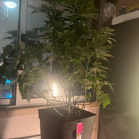 Critical growlog timeline photo