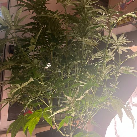 Critical growlog timeline photo