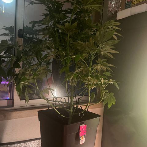 Critical growlog timeline photo