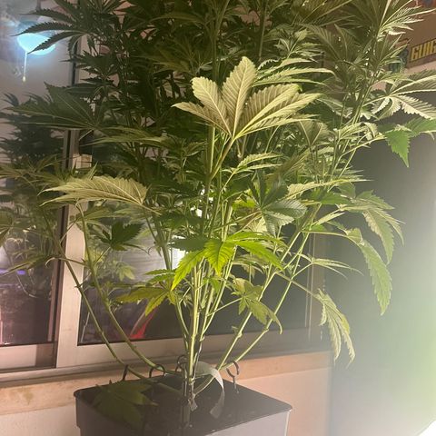 Critical growlog timeline photo