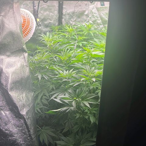 Critical growlog photo: Canopy looking good, had to raise led