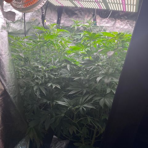 Critical growlog timeline photo