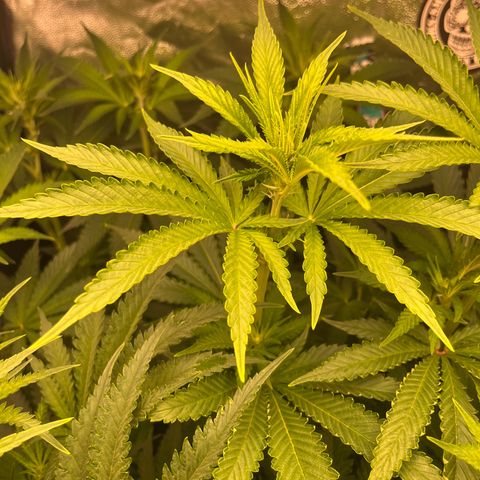 Critical growlog timeline photo