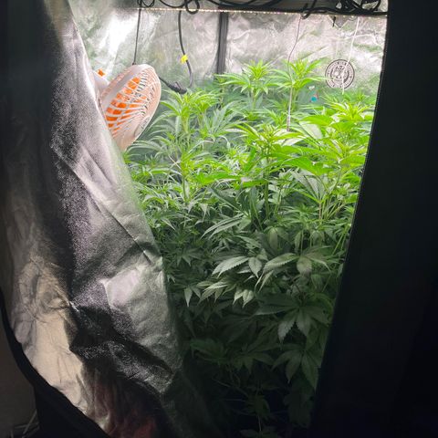 Critical growlog timeline photo
