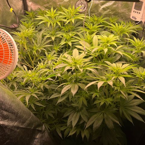 Critical growlog timeline photo