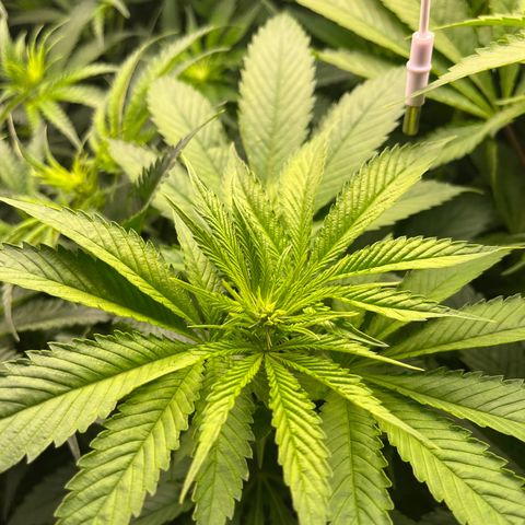 Critical growlog timeline photo