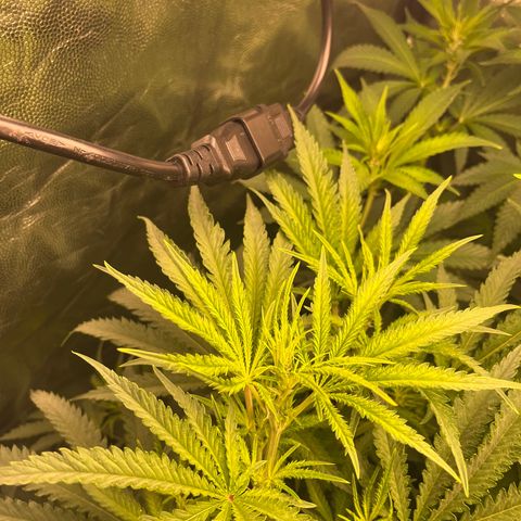 Critical growlog timeline photo
