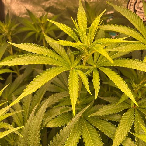 Critical growlog timeline photo