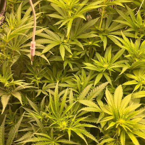 Critical growlog timeline photo