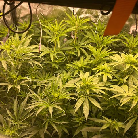 Critical growlog timeline photo