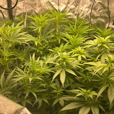 Critical growlog timeline photo