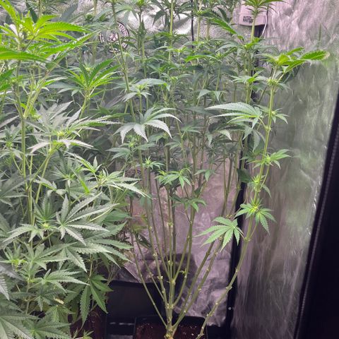 Critical growlog photo: Heavy defoliation and lollipopping