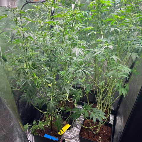 Critical growlog photo: Heavy defoliation and lollipopping