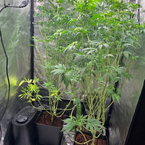 Critical growlog photo: Heavy defoliation and lollipopping