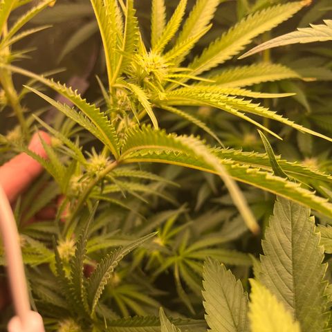 Critical growlog photo: Broke critical 1 main stem