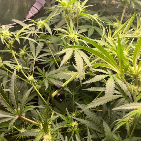 Critical growlog photo: Broke critical 1 main stem