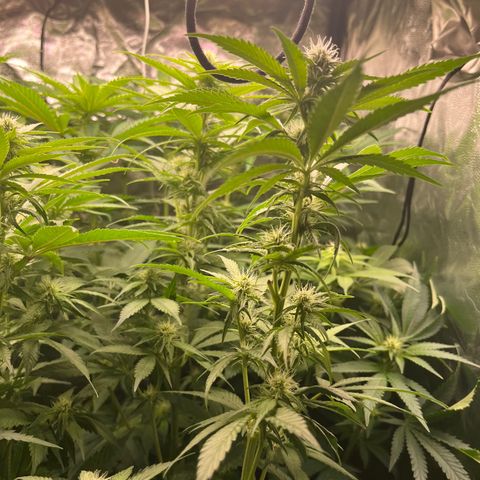 Critical growlog photo: Broke critical 1 main stem