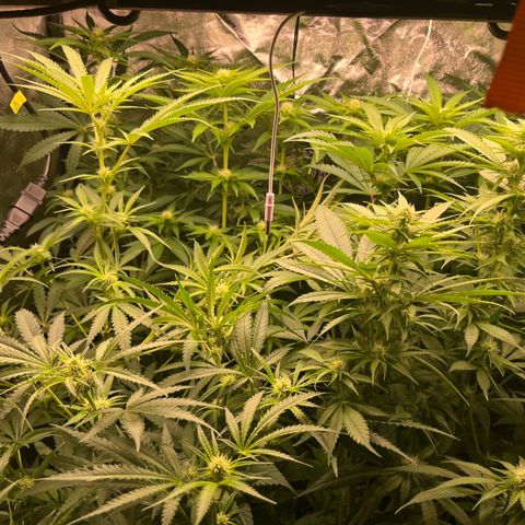 Critical growlog photo: Broke critical 1 main stem