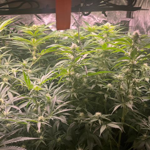 Critical growlog timeline photo