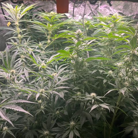Critical growlog timeline photo