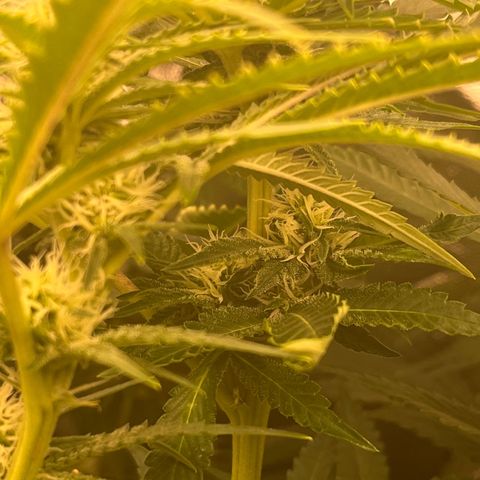 Critical growlog photo: First sugar showing up ❄️