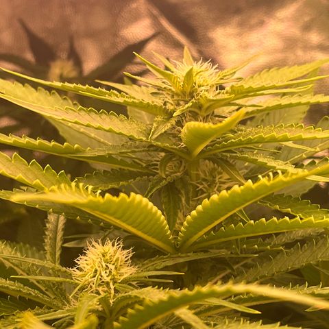 Critical growlog photo: First sugar showing up ❄️