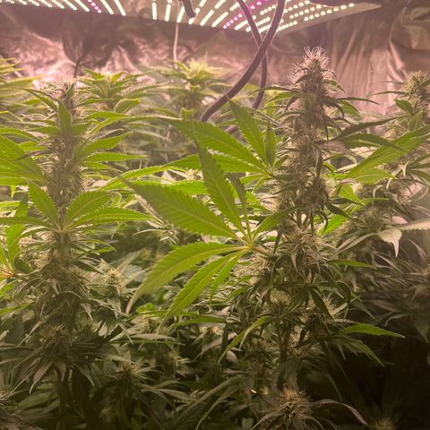 Critical growlog timeline photo