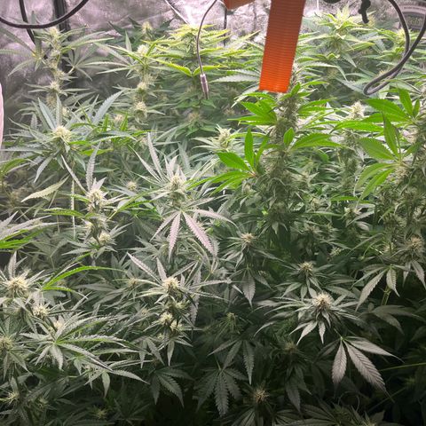 Critical growlog timeline photo