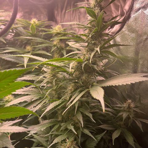 Critical growlog timeline photo