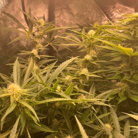 Critical growlog timeline photo