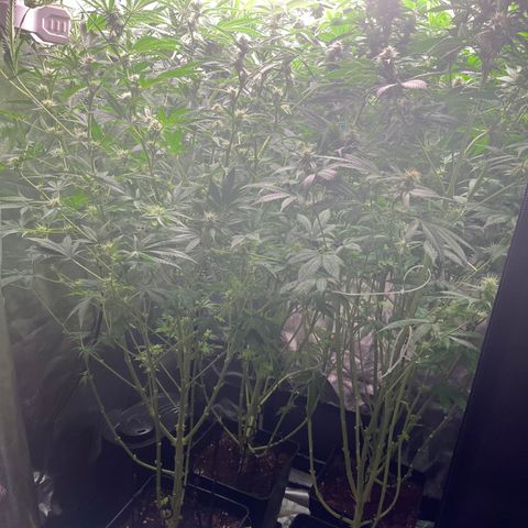Critical growlog timeline photo