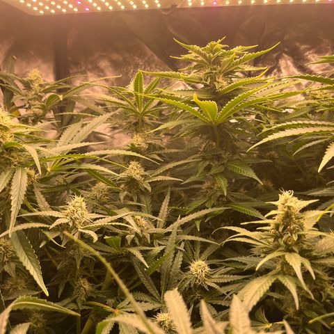 Critical growlog timeline photo