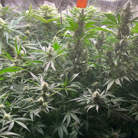 Critical growlog timeline photo