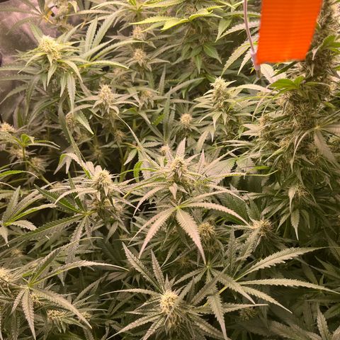 Critical growlog timeline photo
