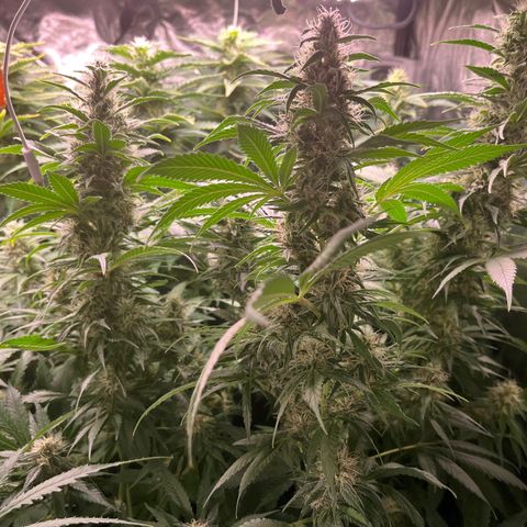 Critical growlog timeline photo