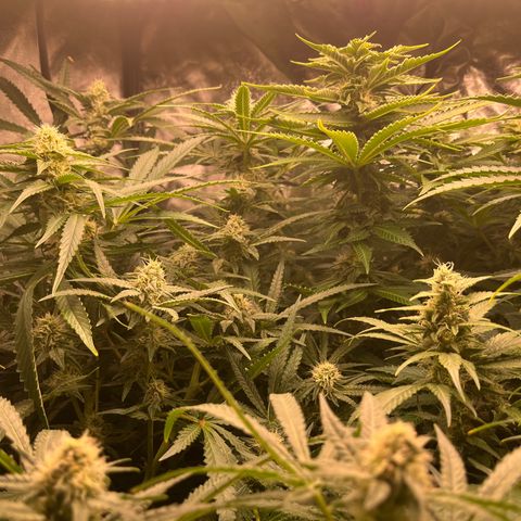 Critical growlog timeline photo