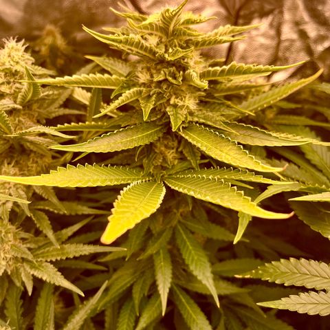 Critical growlog timeline photo