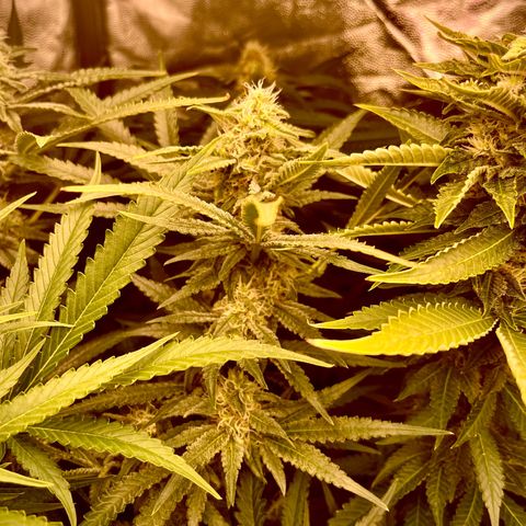 Critical growlog timeline photo