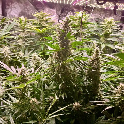 Critical growlog timeline photo