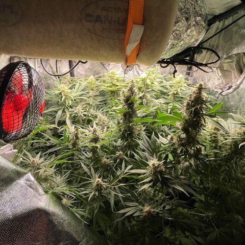 Critical growlog timeline photo