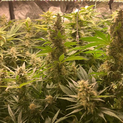 Critical growlog timeline photo