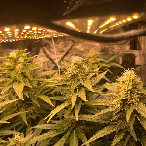 Critical growlog timeline photo