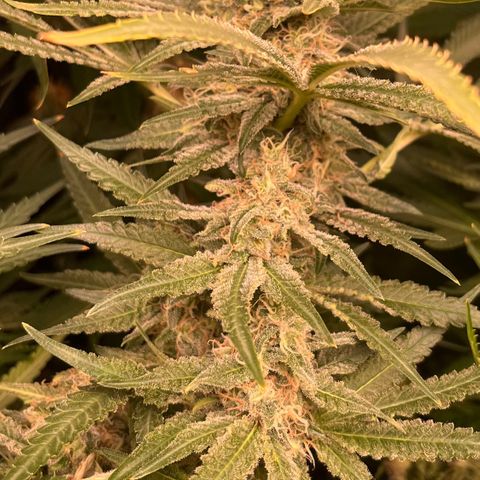 Critical growlog photo: Week 6/7 update, light stressed and main cola died. Other than that all gucci