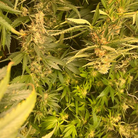 Critical growlog photo: Week 6/7 update, light stressed and main cola died. Other than that all gucci